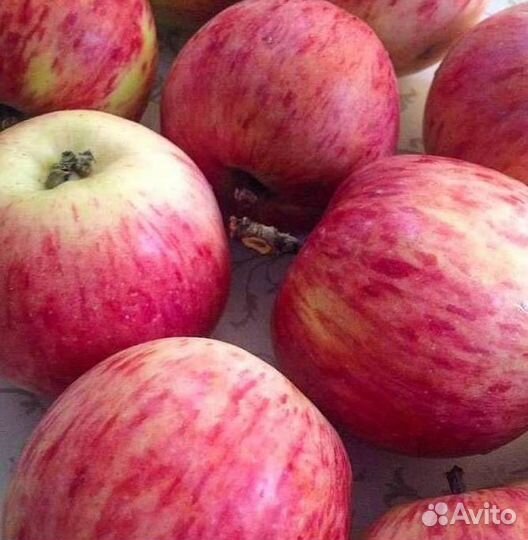 Саженцы яблони Штрейфлинг