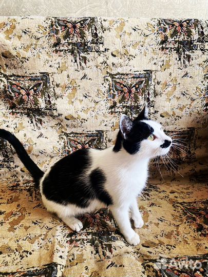 Молодая кошечка