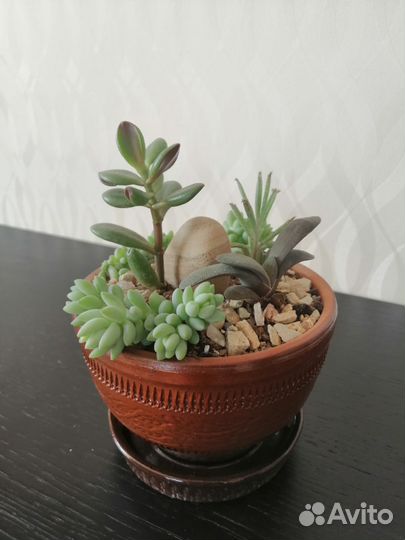 Минисадик суккуленты
