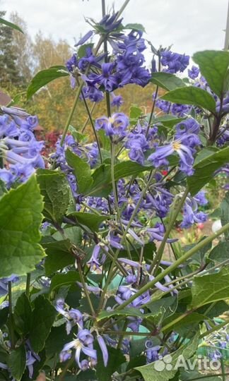 Клематис кустовой