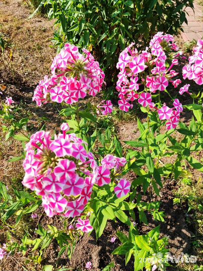 Флоксы сортовые разные