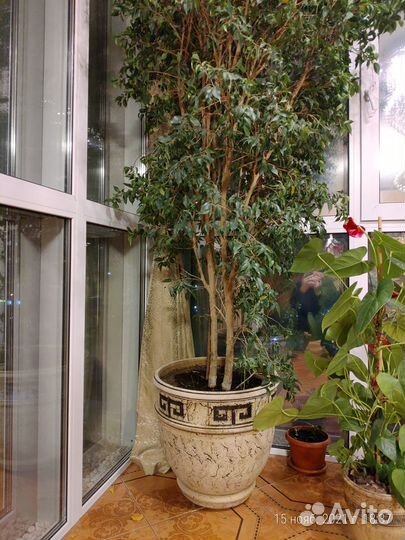 Дерево фикус бенджамина