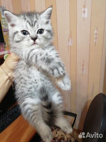 Котёнок, 6 мес