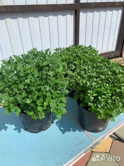 Хризантема