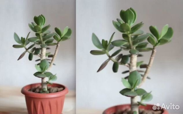 Crassula ovala /денежное дерево/ толстянка