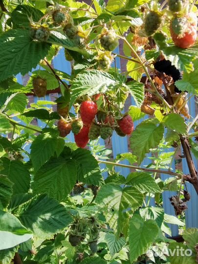 Рассада малины