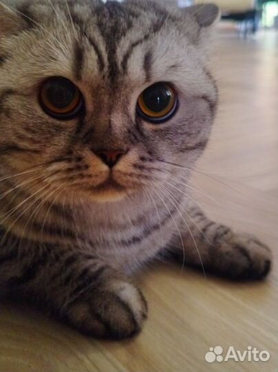 Шотландская прямоухая серая