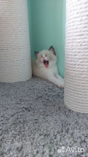 Котята Рэгдолл