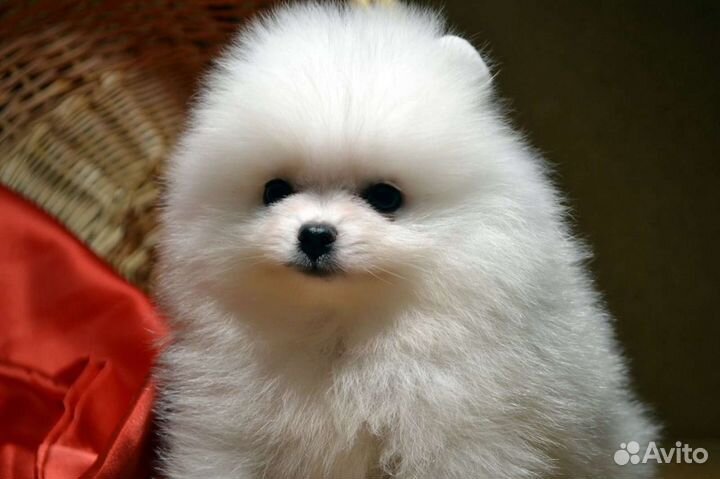 Маленькая мини мишка