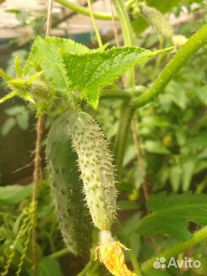 Помидоры, огурцы,перцы домашние доставка