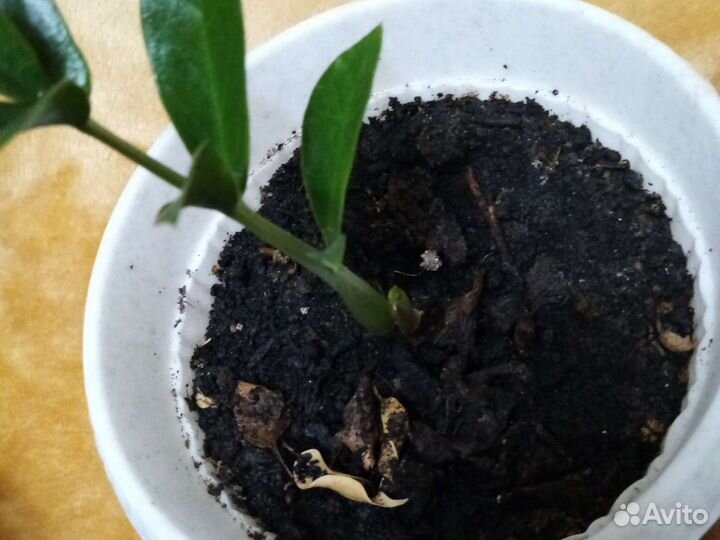 Замиокулькас