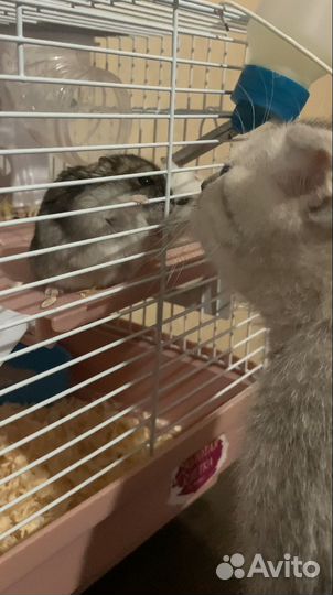 Хомячки с клеткой