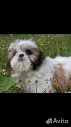 Щенки ши-тцу