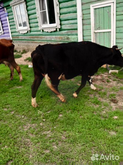 Телка стельная