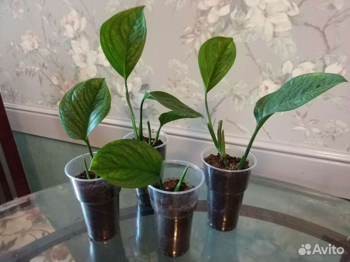 Домашние цветы