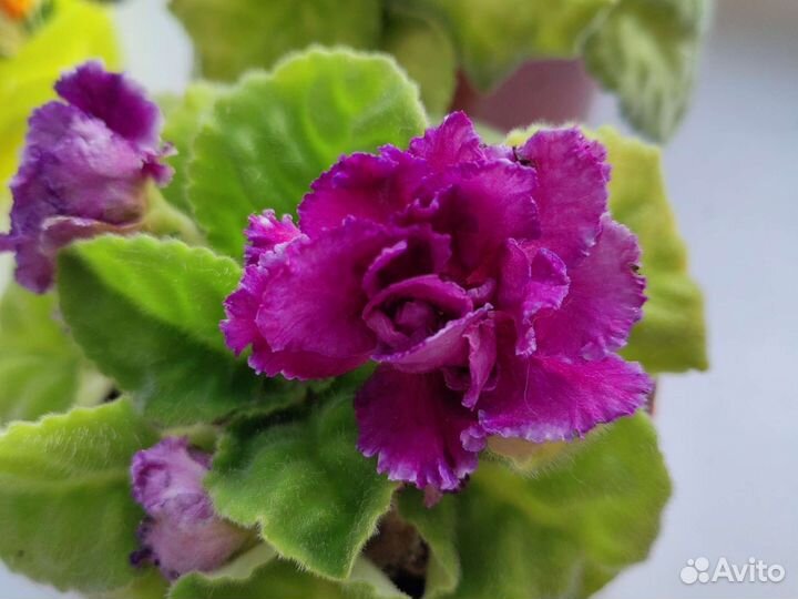 Фиалка в горшках