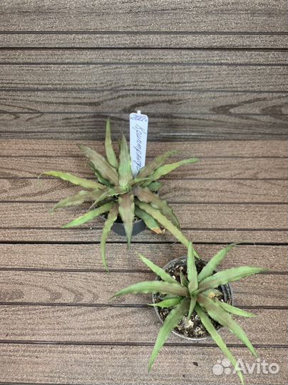 Криптантус