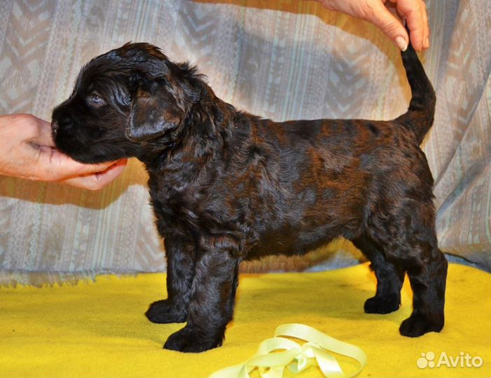 Чёрный тёрьер. Щенки известного питомника