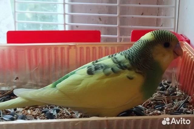 Птенчики волнистого попугайчика