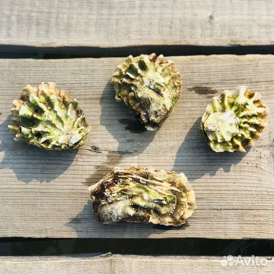 Живой гребешок, живой ёж, живые устрицы