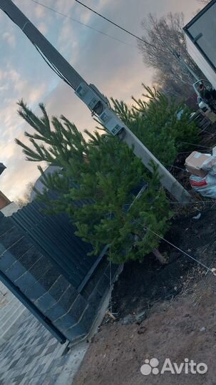 Сосны,ели,лиственица,ель голубая итд