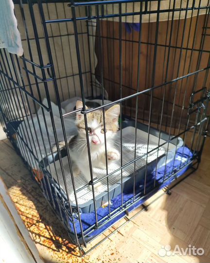 Котенок 2 месяца