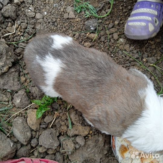 Щенки сао. Алабай