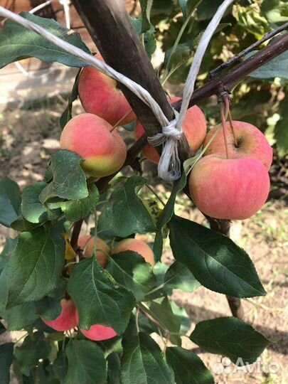 Саженцы зимостойкие