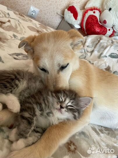 Собака в добрые руки