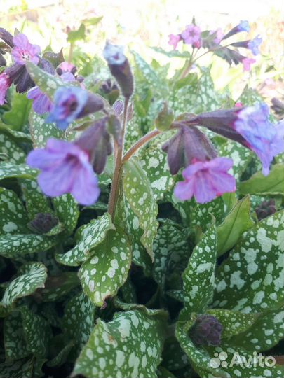 Многолетники для сада цветы