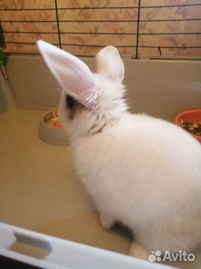 Карликовый кролик