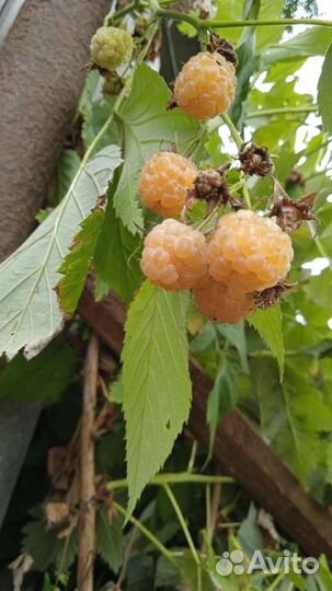 Малина желтая-кустики