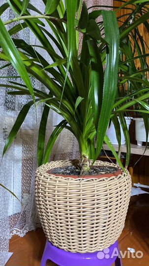 Кашпо, плету сама, 12 литров