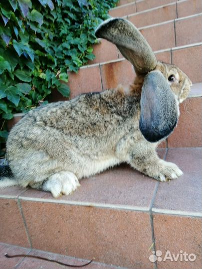 Кролы на племя Ризен 4 мес