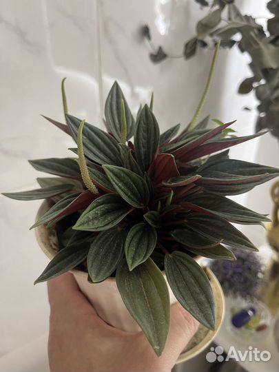 Пеперомия россо