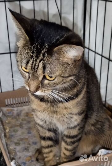 Кошечка Зося