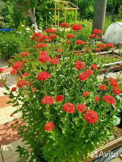 Ячмень гривастый, молочай кипарисовый, купальница