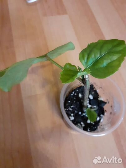 Гибискус Space Oddity, филодендрон Золотой крокоди