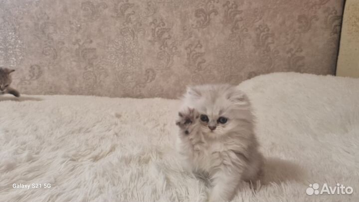 Британский-длинношерстный котик