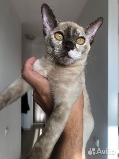 Кошка