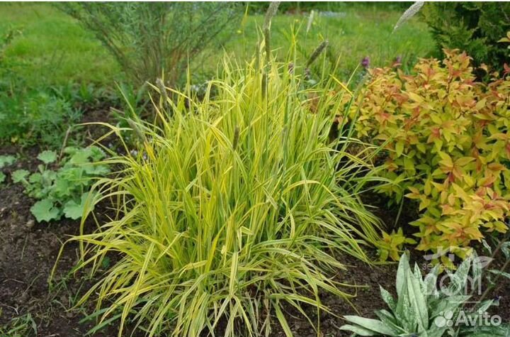 Декоративные злаки для сада