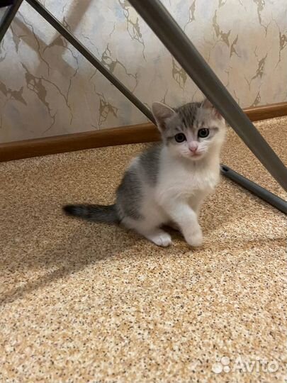 Домашние животные котята