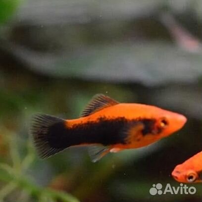 Меченосцы разные