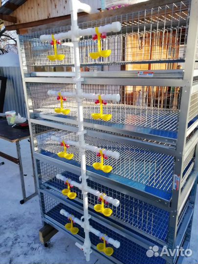 Клетка, брудер для перепелов