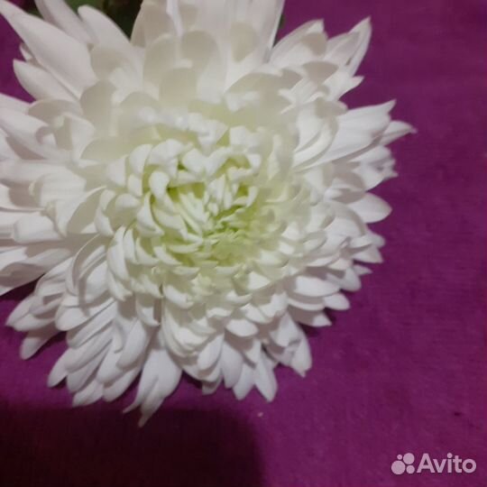 Цветы для сада