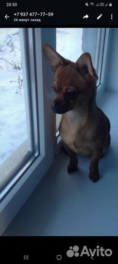 Домашние животные