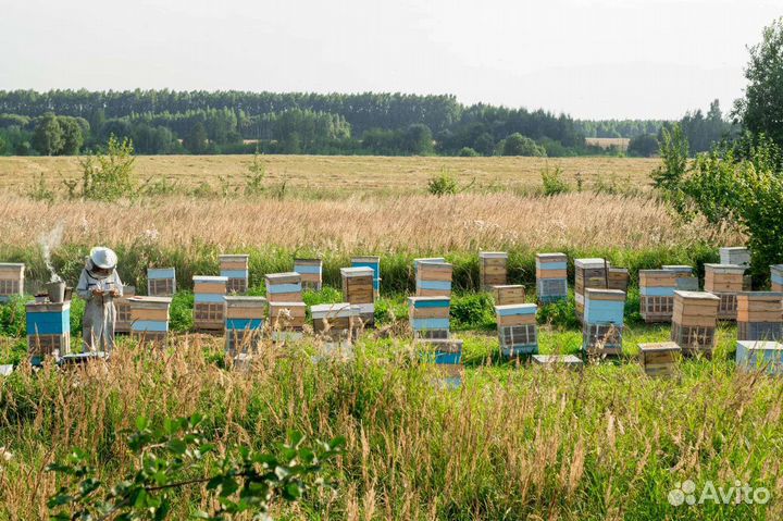 Мёд 2023 (разнотравье с гречихой с Орловской обл