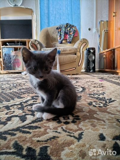 Котенок