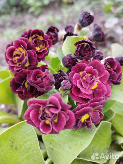 Примула ушковая аурикула