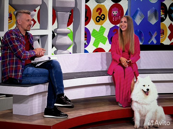 Аренда Самоеда